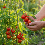 Ultimate Guide to Caring for Tomato Plants: Tips for Healthy Growth