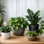 12 Best Indoor Plants for Low Light