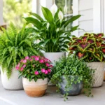 10 Best Porch Plants for Beginners to Grow